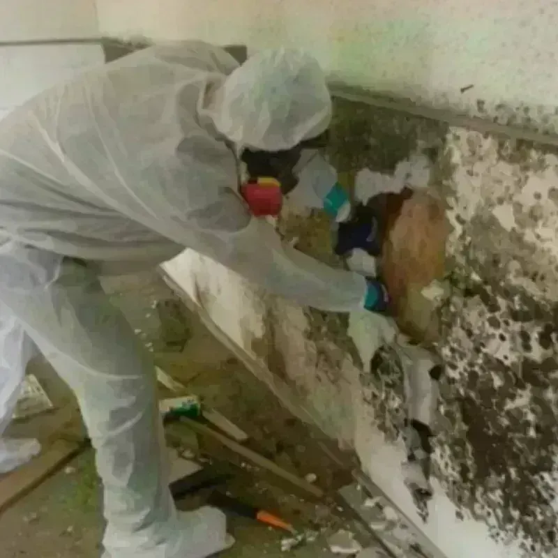 Mold Remediation and Removal in Schererville, IN